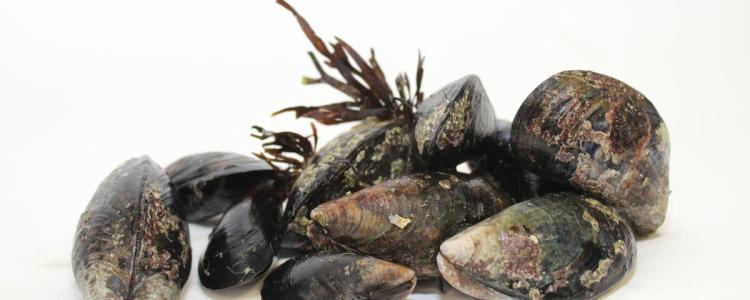 Shellfish phtoto