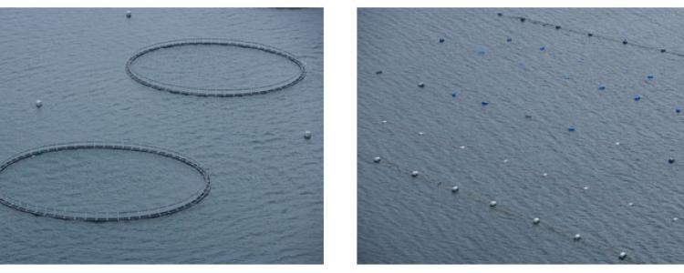Irish Aquaculture Production image
